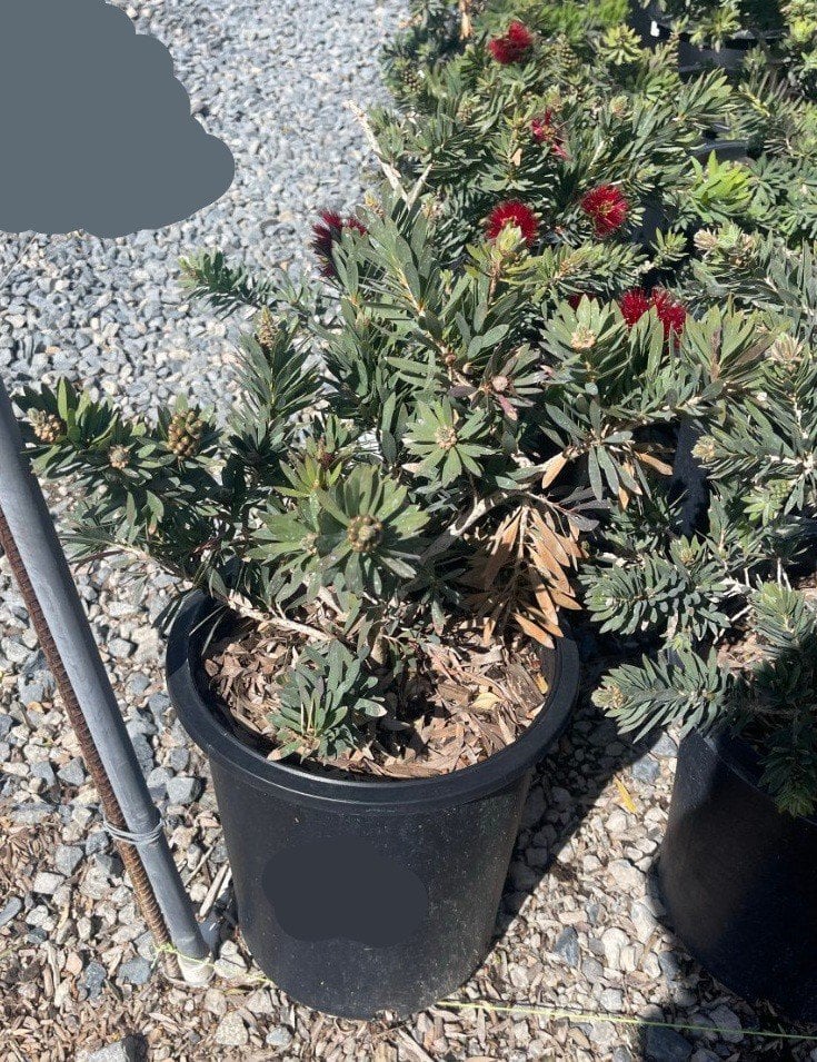 Photo for Callistemon viminalis 'Little John' (Little John Weeping Bottlebrush)