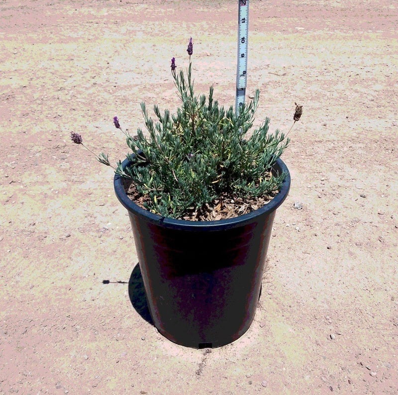 Photo for Lavandula angustifolia (English Lavender)