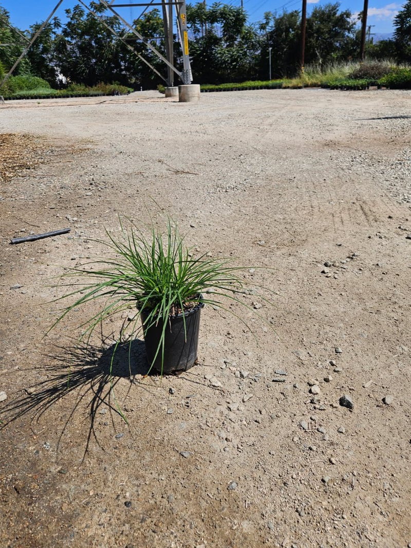 Photo for Carex tumulicola (Foothill Sedge)