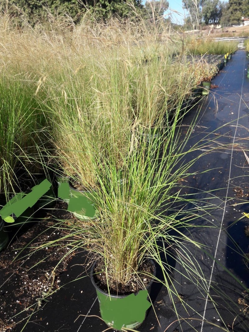 Photo for Aristida purpurea var. purpurea (Purple three awn)