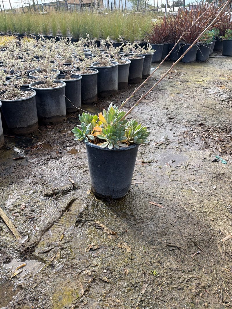 Photo for Cistanthe grandiflora (Rock Purslane)