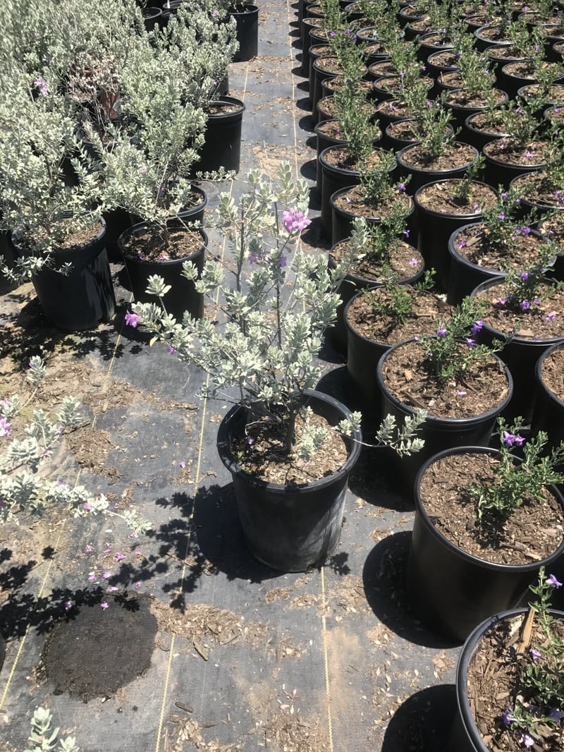 Photo for Leucophyllum frutescens ‘Compacta’ (Compact Texas Ranger)