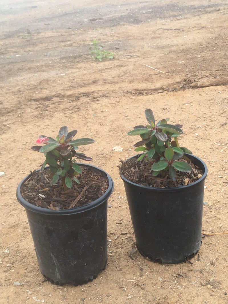 Photo for Euphorbia milii 'Dwarf Apache' (Crown of Thorns)