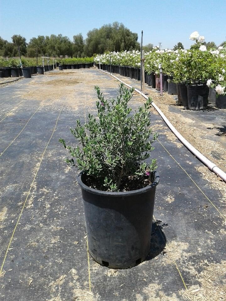 Photo for Leucophyllum frutescens (Texas Sage)