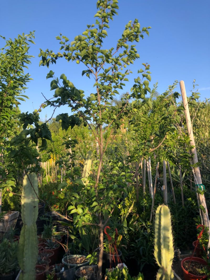 Photo for Prunus armeniaca 'Goldkist' (Goldkist Apricot)