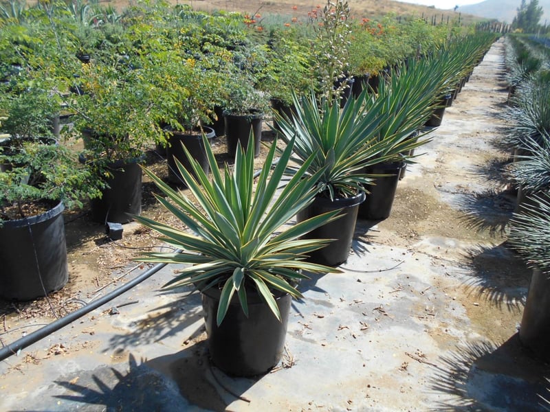 Photo for Yucca gloriosa 'Variegata' (Variegated Spanish Dagger)