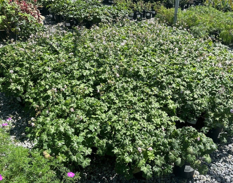 Photo for Geranium x cantabrigiense 'Biokovo' (Biokovo Cranesbill )