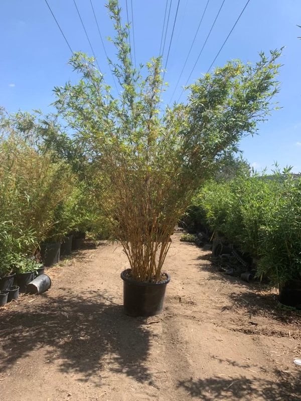 Photo for Bambusa multiplex (Green Clumping Bamboo)