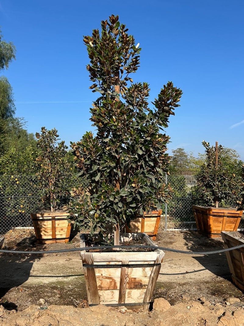 Photo for Magnolia grandiflora 'Little Gem' (Low Branching) (Little Gem Dwarf Magnolia)