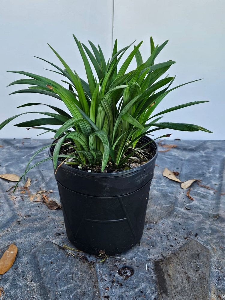 Photo for Liriope muscari 'Big Blue' (Big Blue Liriope)