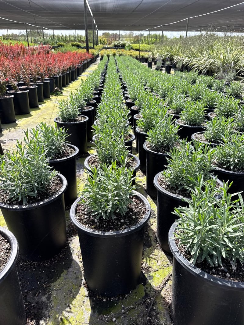 Photo for Lavandula angustifolia 'Hidcote' (English Lavender )