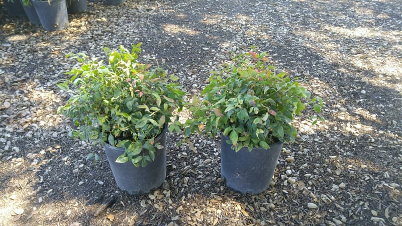 Photo for Nandina domestica 'Nana' (Dwarf Heavenly Bamboo)