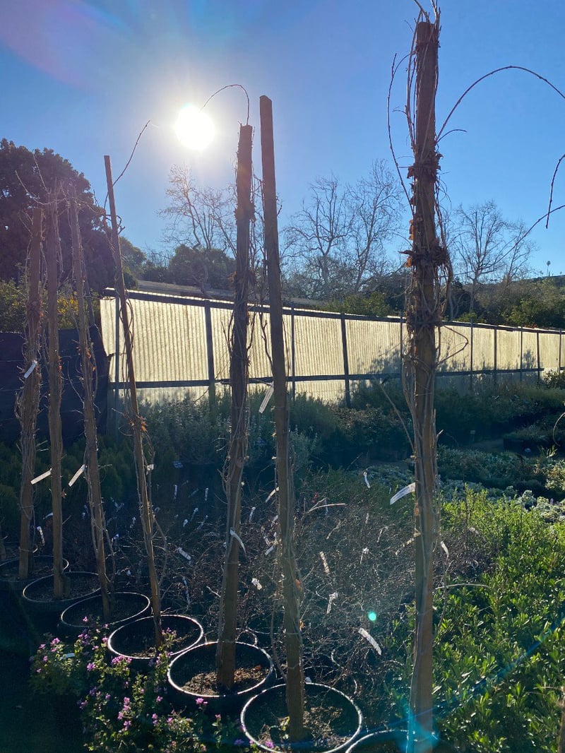 Photo for Wisteria sinensis (Chinese Wisteria)
