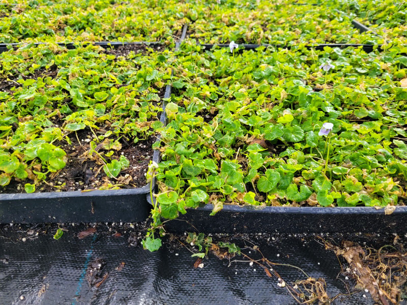 Photo for Viola hederacea (Trailing Violet)