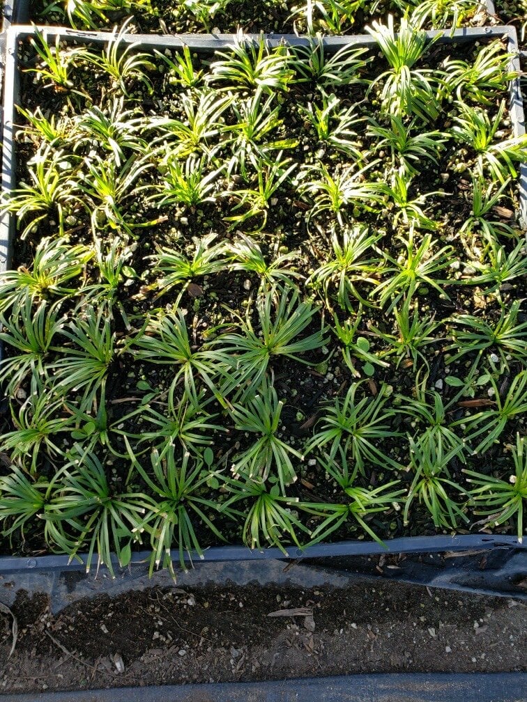 Photo for Ophiopogon japonicus 'Nanus' (Dwarf Mondo Grass)