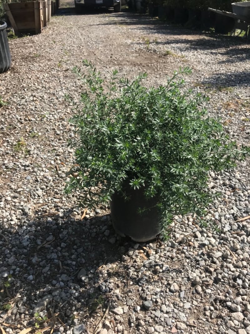 Photo for Westringia fruticosa 'Blue Gem' (Blue Gem Coast Rosemary)