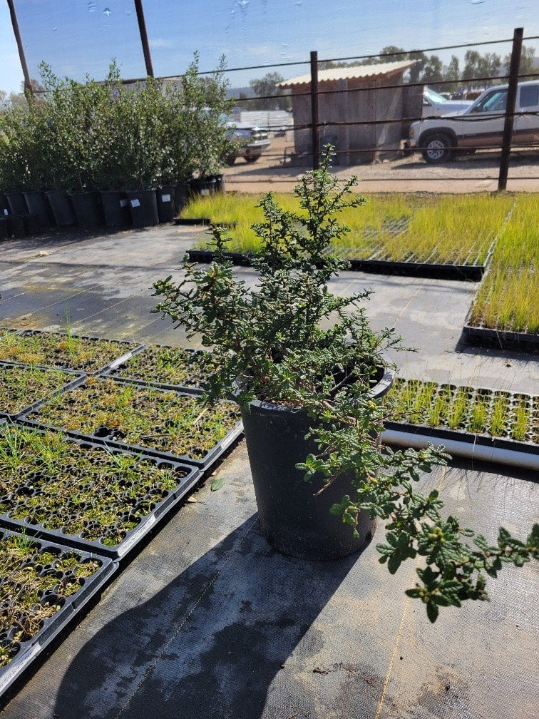 Photo for Ceanothus 'Julia Phelps' (Small Leaf Mountain Lilac)