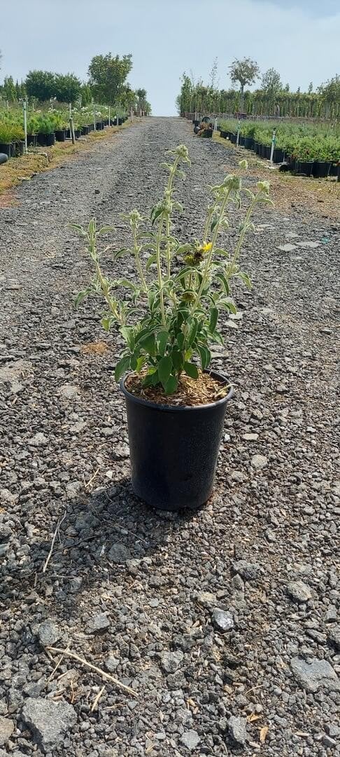 Photo for Phlomis fruticosa (Jerusalem Sage)