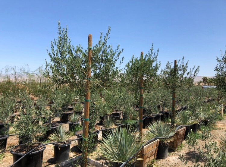 Photo for Olea europaea 'Fruitless' (Standard) (Fruitless Olive)