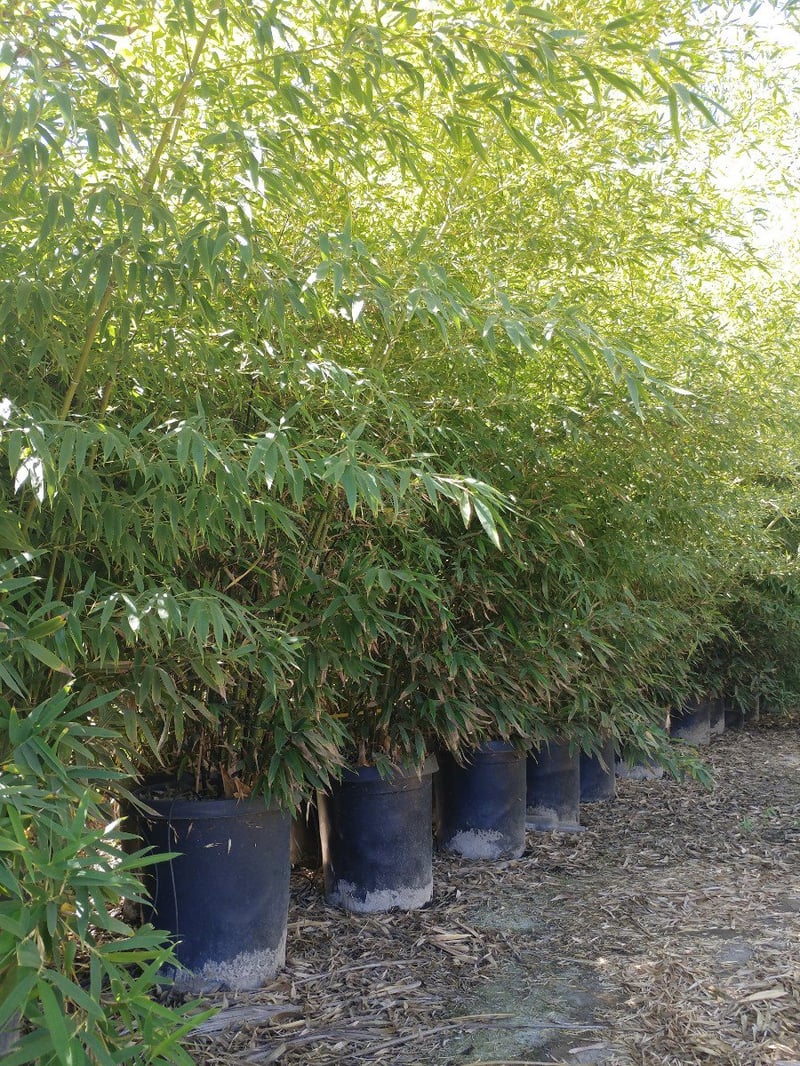 Photo for Phyllostachys nigra (Black Bamboo)
