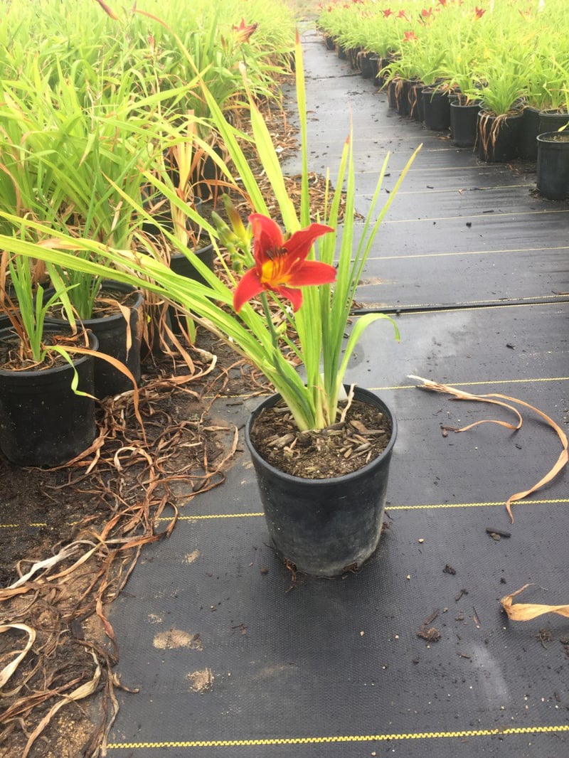 Photo for Hemerocallis 'Red' (Red Evergreen Daylily)