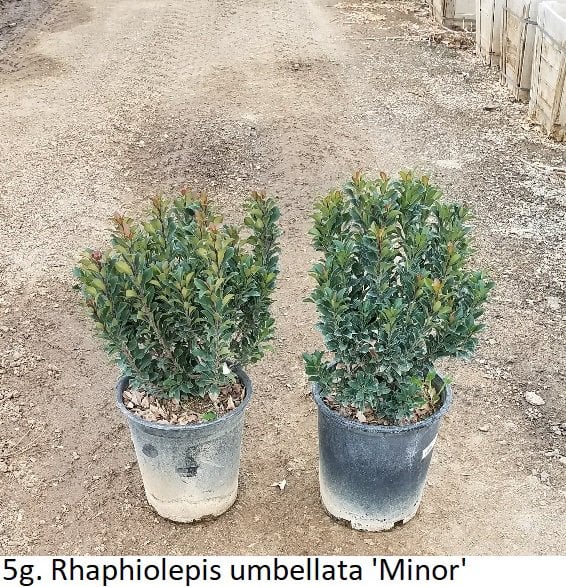 Photo for Rhaphiolepis umbellata 'Minor' (Dwarf Yedda Hawthorn)