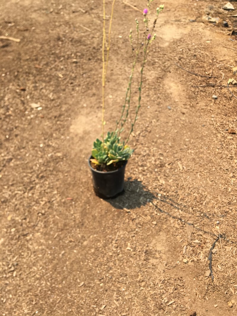 Photo for Calandrinia spectabilis (Rock Purslane)