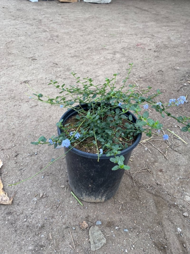 Photo for Ceanothus griseus horizontalis 'Yankee Point' (Yankee Point Ceanothus)
