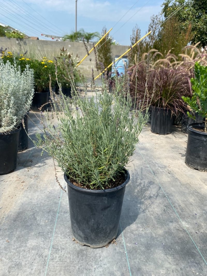 Photo for Lavandula heterophylla (Sweet Lavender)