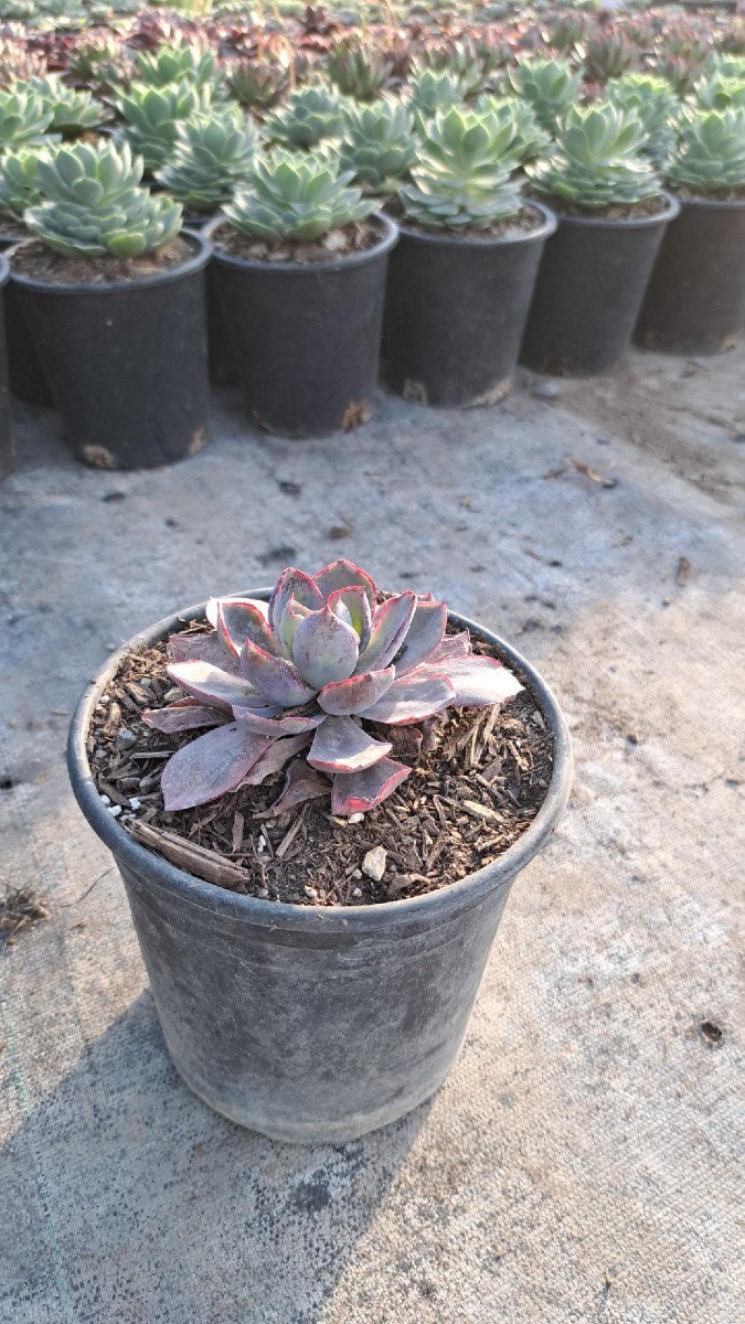 Photo for Echeveria 'Afterglow' (Echeveria 'Afterglow')