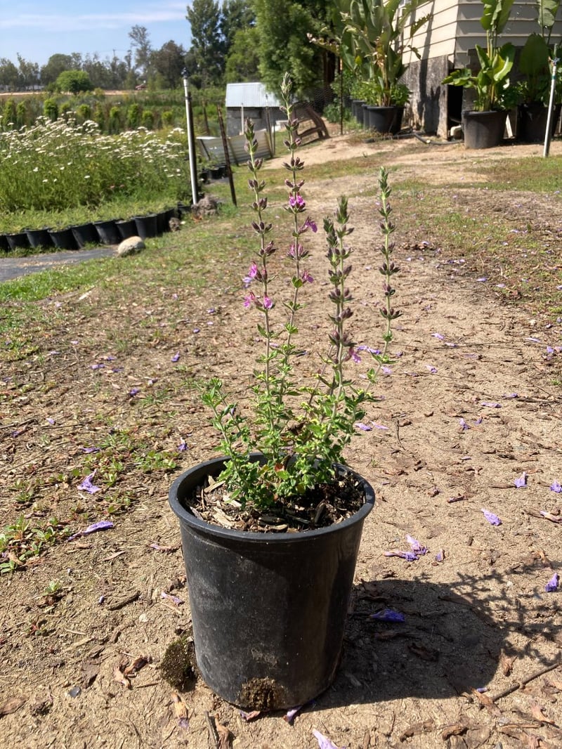 Photo for Teucrium chamaedrys (Wall Germander)