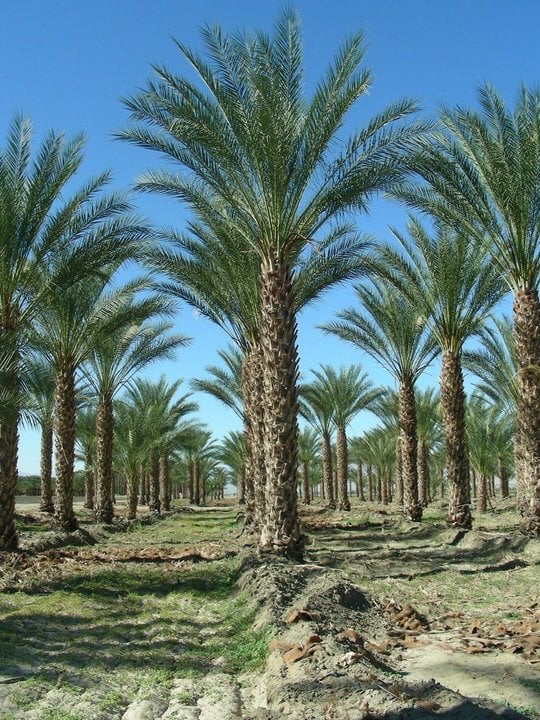 Photo for Phoenix dactylifera (Date Palm)