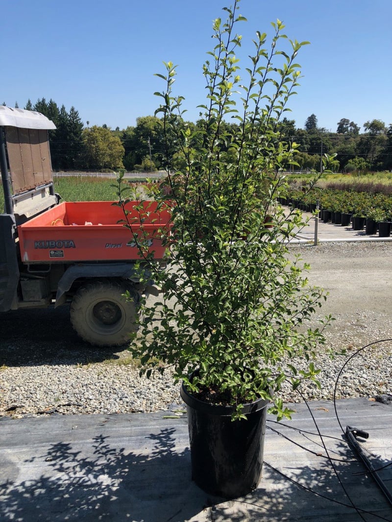 Photo for Pittosporum tenuifolium (Kohuhu)