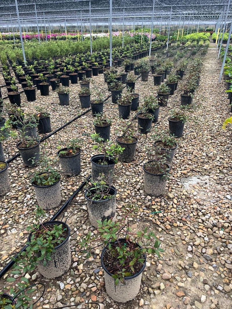 Photo for Rhamnus californica (Coffeeberry)