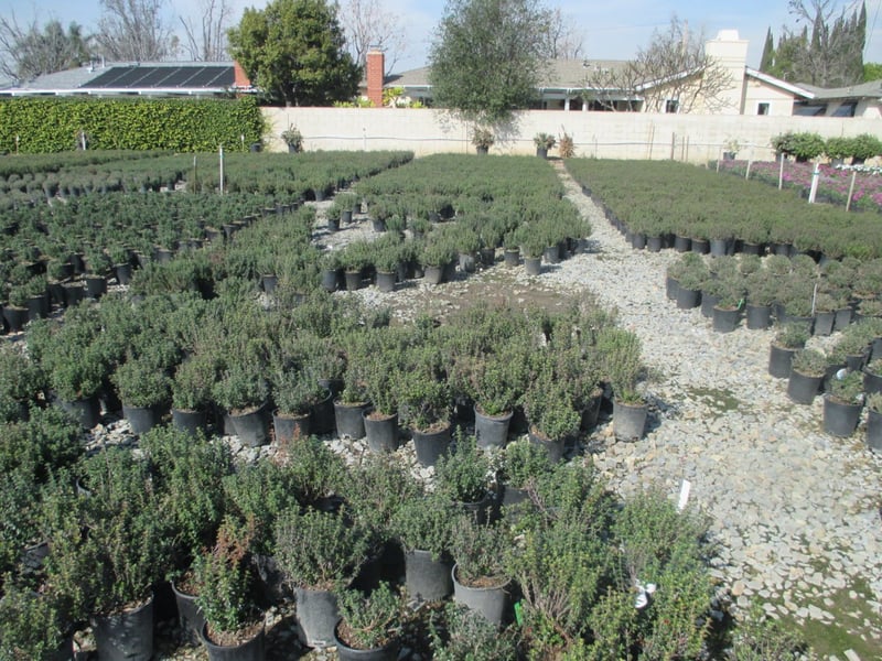 Photo for Teucrium chamaedrys (Wall Germander)