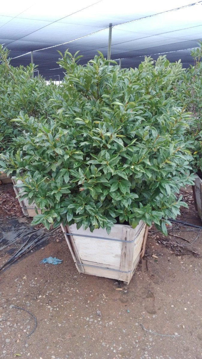 Photo for Prunus laurocerasus (English Laurel, Cherry Laurel)