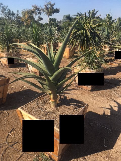 Photo for Aloe 'Hercules' (Hercules Aloe)