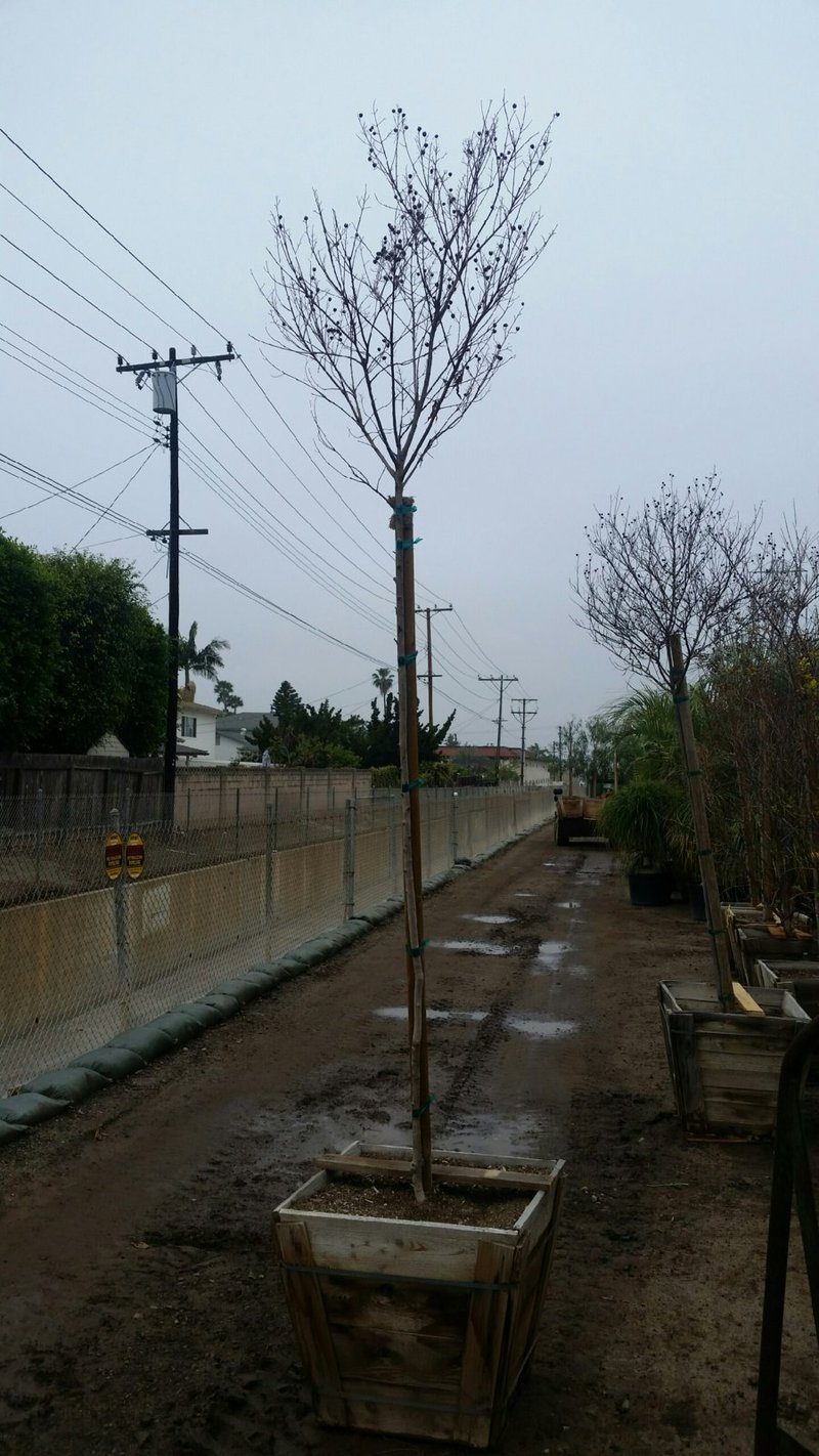 Photo for Lagerstroemia indica x fauriei 'Muskogee' (Muskogee Crape Myrtle)