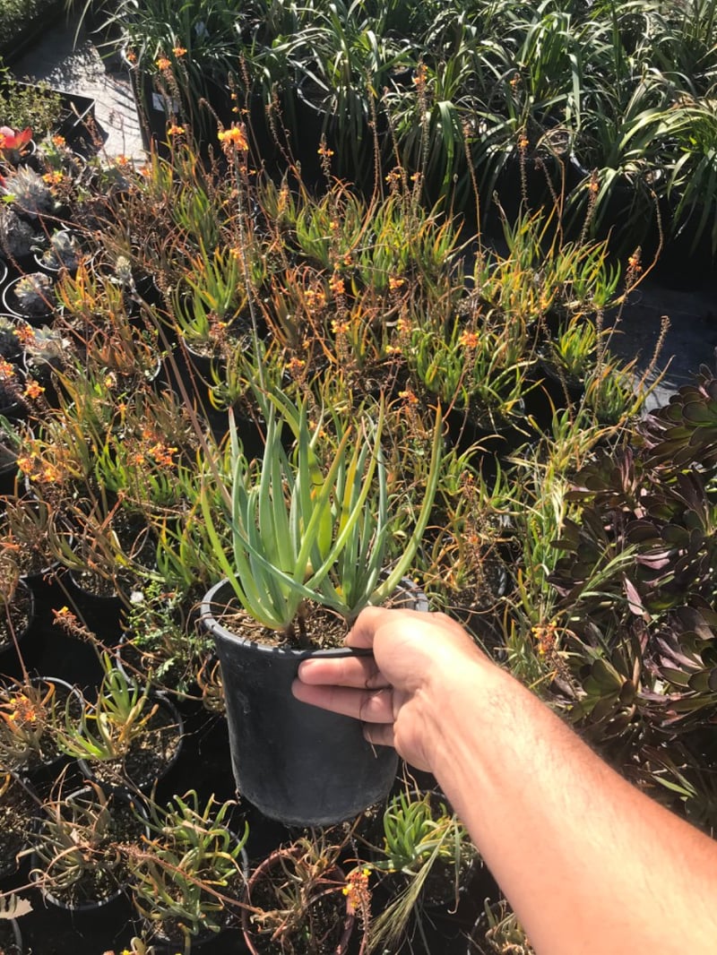 Photo for Bulbine frutescens 'Hallmark' (Orange Stalked Bulbine)