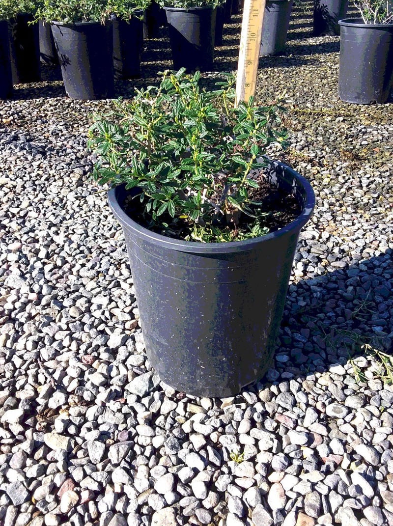 Photo for Ceanothus 'Concha' (Concha Hybrid Ceanothus)