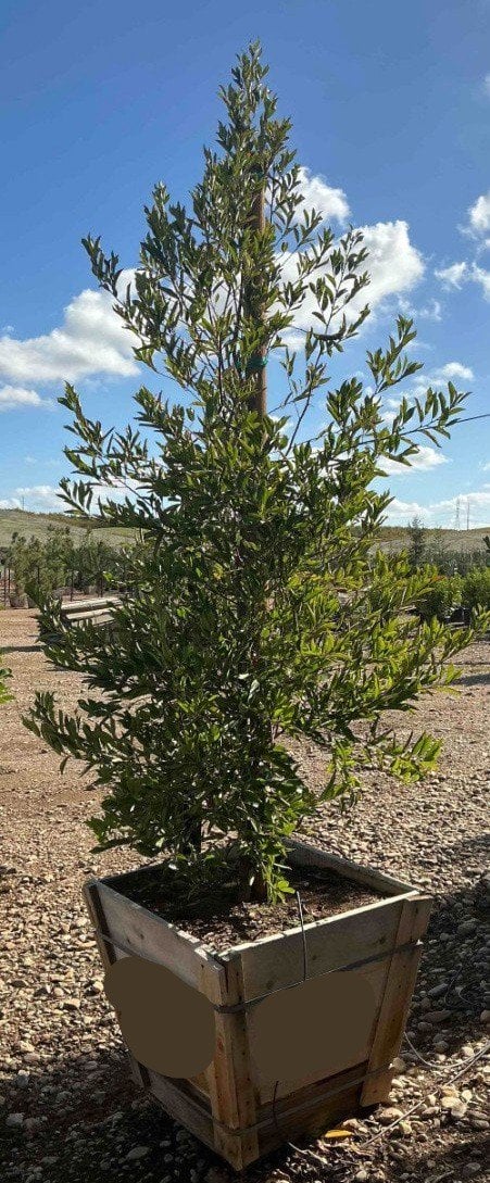 Photo for Prunus caroliniana 'Bright n Tight' (Bright 'n Tight Carolina Laurel)