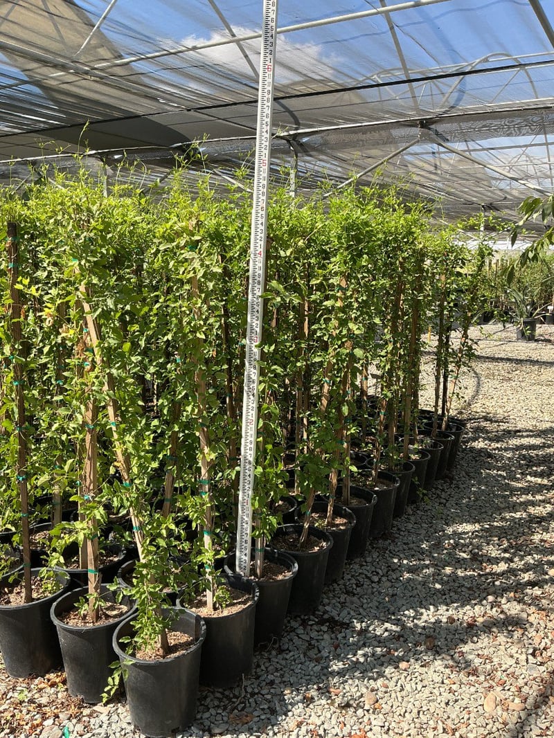 Photo for Distictis 'Rivers' (Royal Trumpet Vine)