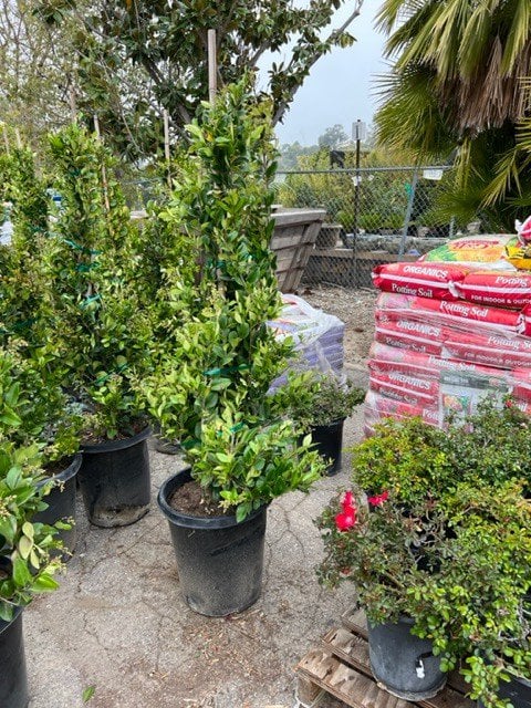 Photo for Ligustrum japonicum (Cone) (Japanese Privet)