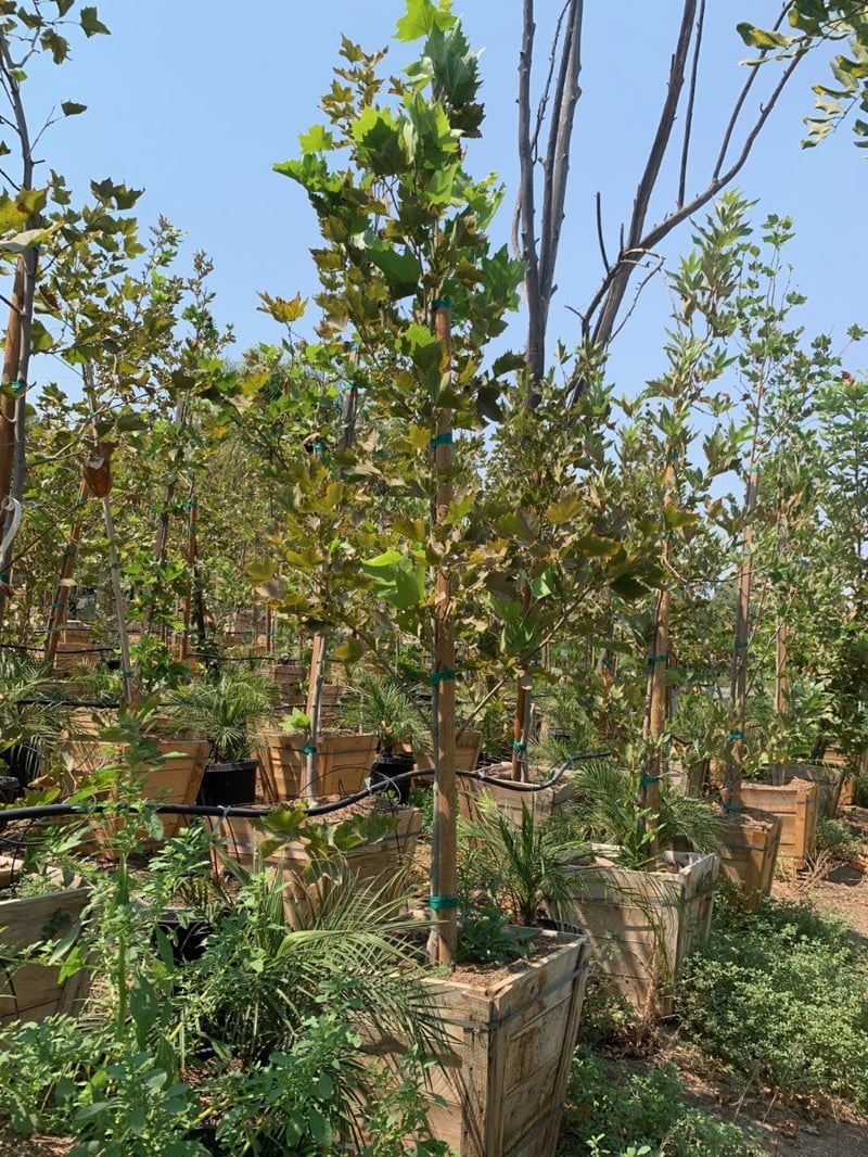 Photo for Platanus acerifolia 'Bloodgood' (Bloodgood London Plane Tree)