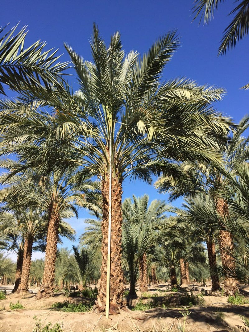 Photo for Phoenix dactylifera 'Medjool' (Medjool Date Palm)