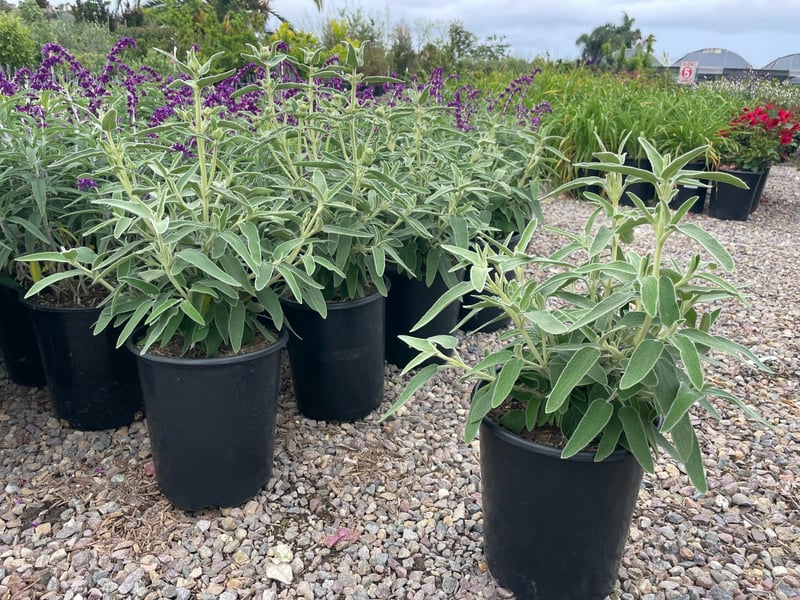 Photo for Phlomis fruticosa (Jerusalem Sage)