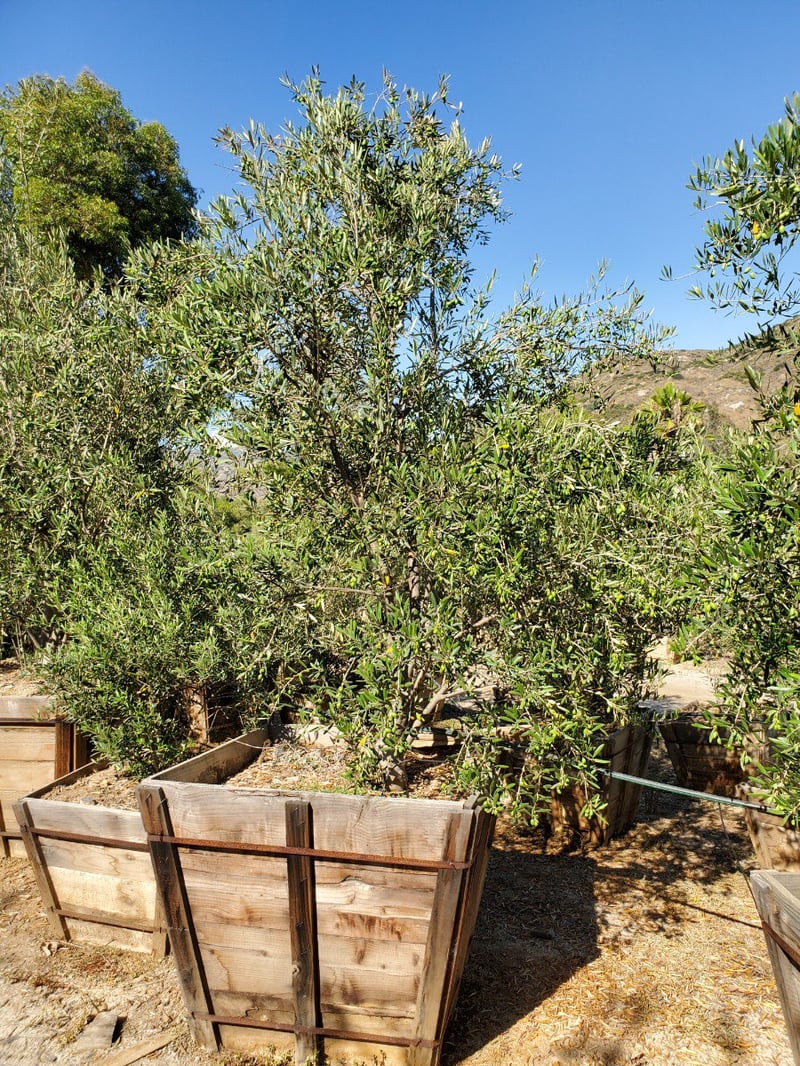 Photo for Olea europaea 'Manzanillo' (Manzanillo Olive)