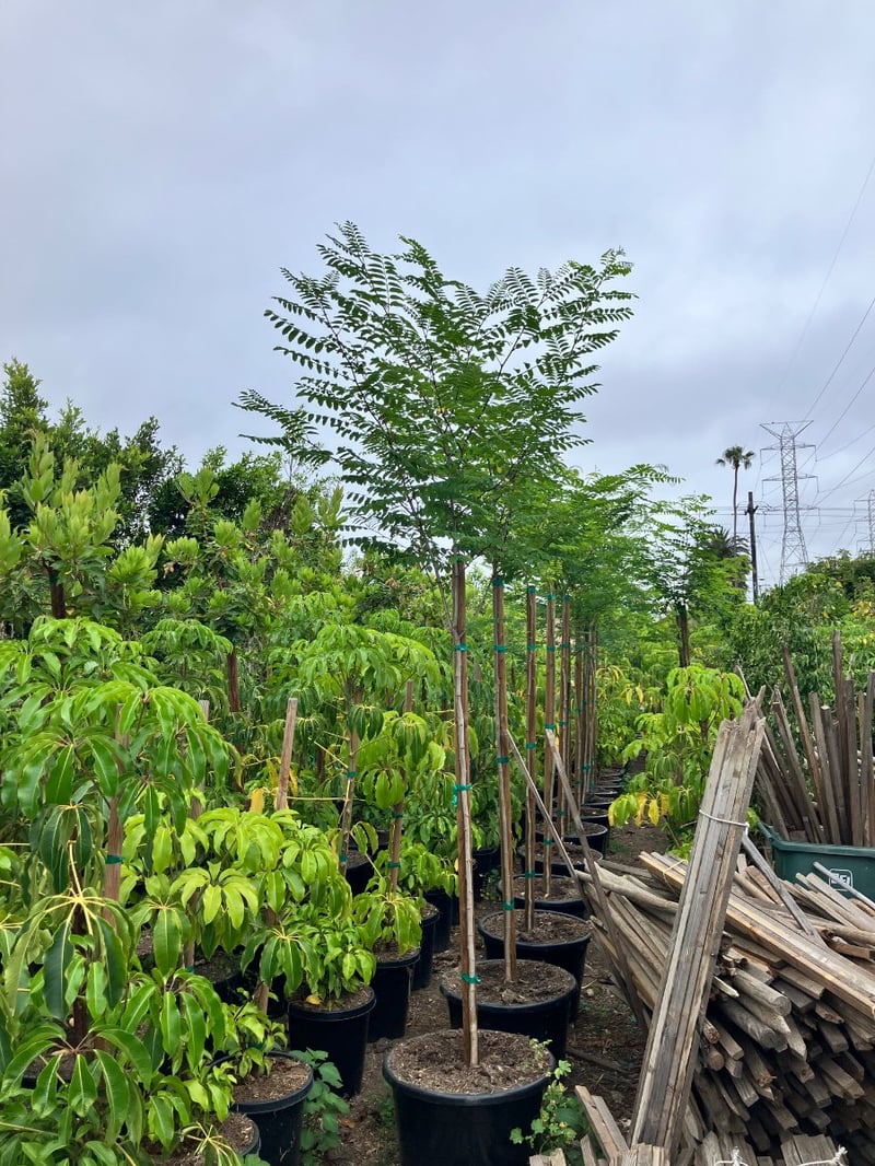 Photo for Gleditsia triacanthos (Honey Locust)