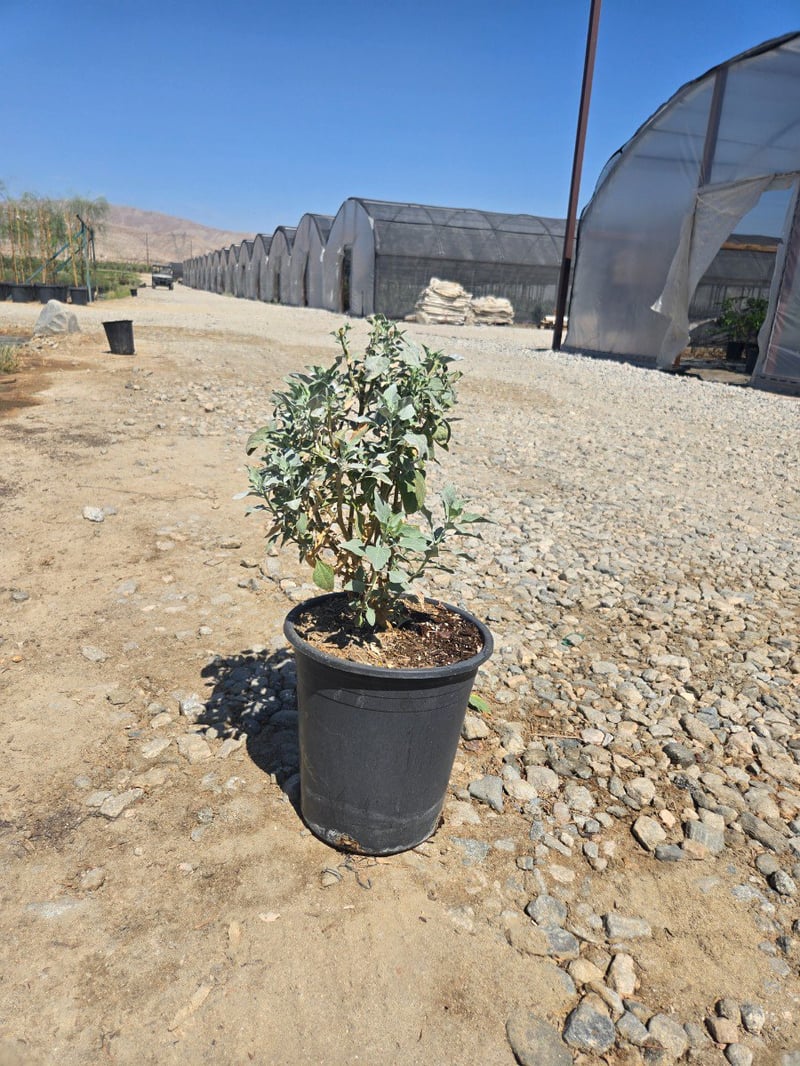Photo for Encelia farinosa (Brittlebush)