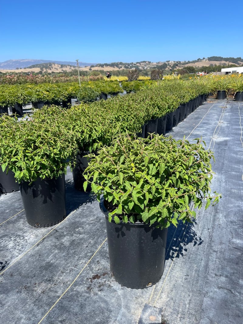Photo for Cistus hybridus (White Rockrose)